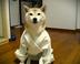 dojo doggo logo