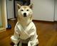 dojo doggo logo
