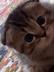 Kitty Sima logo