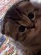 Kitty Sima logo