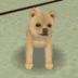 E-DOG logo