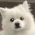Shy Dog logo