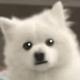 Shy Dog logo