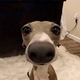 NOSEDOG logo