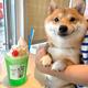 Shiba on Tron logo
