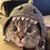 Shark Cat logo