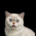 Silly Cat logo