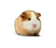 SUNPIG logo