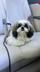 Shih Tzu dog Odri logo
