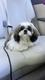 Shih Tzu dog Odri logo