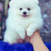 Pomeranian Dog logo