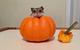 PUMPKIN GUS logo