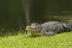 Crocodile logo