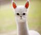 Alpaca Cat logo