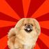 PEKINGESE logo