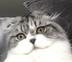 MAC the cat logo