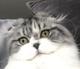 MAC the cat logo
