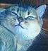 Catlol logo