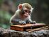 monkey xylophone logo