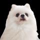 CoCoPuppy logo