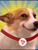 Sundog logo
