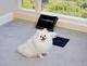 WHITECAT logo