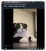 djcat logo