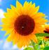 SUNFLOWER logo