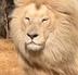 lion logo