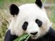pandas logo