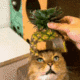 Pineapple Cat logo