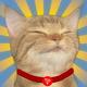 SUNCAT logo