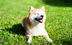 HTX DOG logo