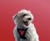 BiscuitDog logo