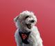 BiscuitDog logo