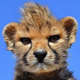 Sun Cheetah logo