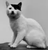 ADOLFCAT logo
