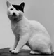 ADOLFCAT logo