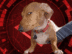 Skeptic Dog On Tron logo