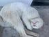 Hungry white cat logo