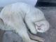 Hungry white cat logo