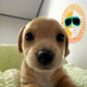 Sun Billy logo