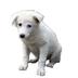 Homless Dogs logo