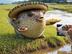 Mexican Blowfish  logo
