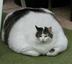 Fat cat logo