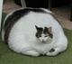Fat cat logo