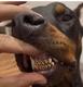 Wif gold teeth logo