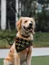 HOOMAN'S BEST FRIEND logo