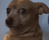 TRONDOG logo
