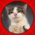 Meowmad Ali logo